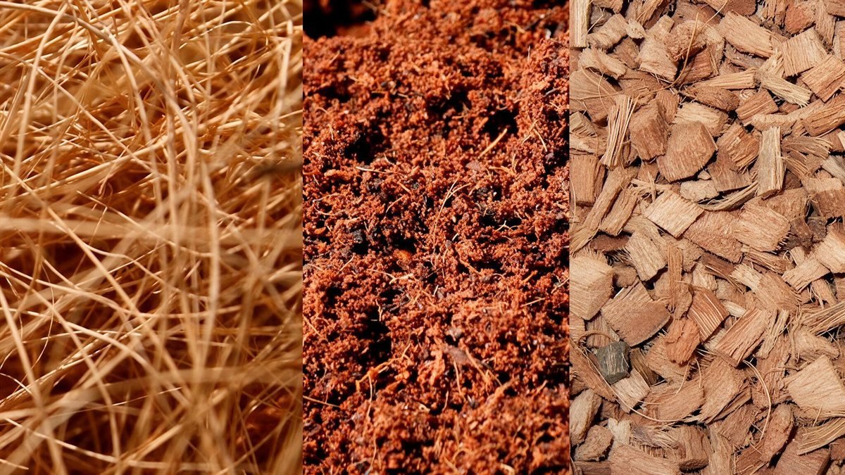 Composición del sustrato en tres franjas: fibra, polvillo y chip de coco