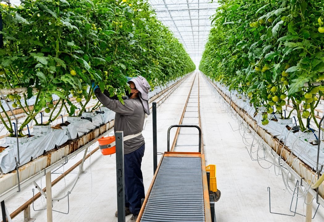 Trabajador cosechando tomate en invernadero hidropónico sobre slabs de fibra de coco SUHM