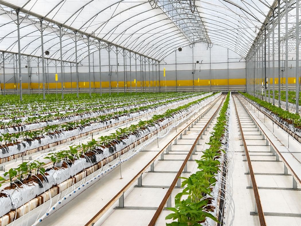 Vista amplia de invernadero con cultivo de pimiento sobre sustrato SUHM