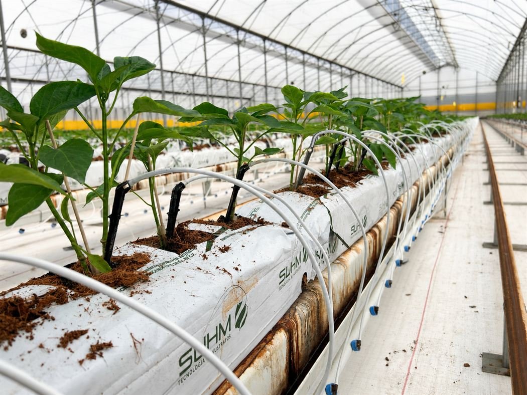 Plántulas de pimiento sembradas en slabs de fibra de coco SUHM