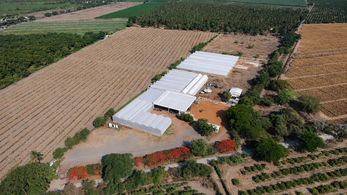 Vista aérea de las instalaciones de SUHM: invernaderos rodeados de cultivos y operación agrícola